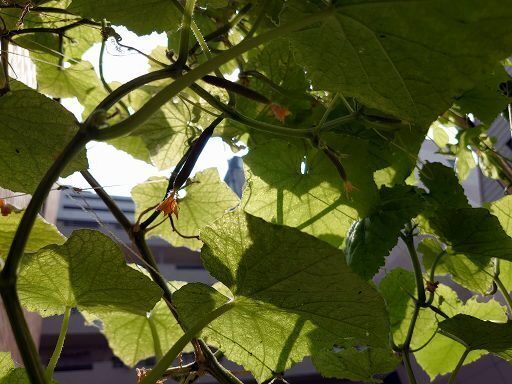 DSC_5158.jpg