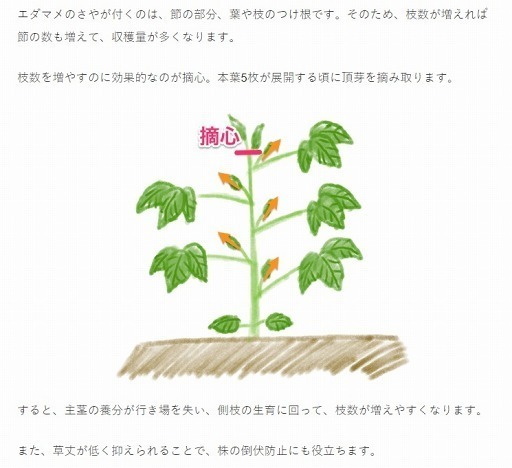 枝豆.jpg