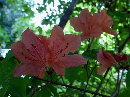 DSC01510.jpg
