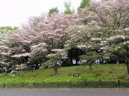 DSC08788.jpg